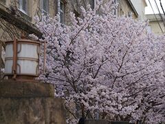20210311-5 京都 成徳学舎の早咲き桜、春めき