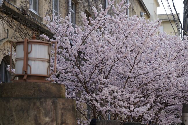 円町から国鉄で帰るつもりやったのに、何故か丸太町通りを堀川へ。そのまま歩き続けて二条城前を通り…もう高辻ですね。ここで東へ進路を変えてみますか。なんとなく思いつきでの進路変更やったけれど、お陰で早咲き桜に逢えましたねぇ。