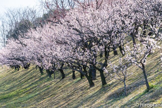 コロナで自粛のため、今年の春も県外への遠征は自粛中。それでも梅の便りに誘われて、知多市の佐布里池梅まつりに行ってきました。梅まつりといっても、自粛下であり、規模を縮小して開催されていました。<br /><br />コロナ禍でも、梅の花は美しく咲いていてくれました。