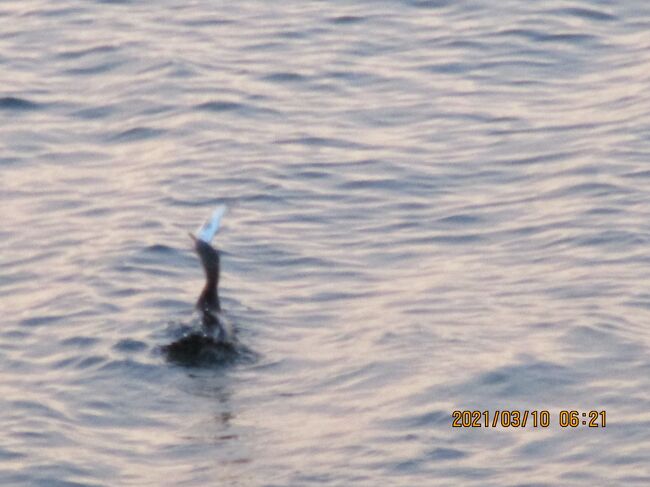 豊浜61<br />写真は210310-0621.端っこしかくわえてないから暴れる魚。鵜はもう一度潜りくわえなおします。<br />豊浜61釣り桟橋52.橋脚の4つ目すぐ手前。5時前から9時前まで二人でボーズ。<br />0221(日)長潮。満潮10時半。干潮5時。風2m。気温予報6時10度。実際は風無く7時4.5度で吐く息が白い。<br />0221 山の影から日が昇りました。日差しの角度が変わりました。逆90度の位置から差し込むようになりました。<br />豊浜62釣り桟橋53.橋脚の1つ目。4時過ぎから8時半までメバルは10センチ越えをリリース。<br />0222(月)若潮。満潮3時半。干潮8時。風予報1m。気温予報7時9度。実際は風無く7時6度で吐く息が白い。8時風が出てくる。<br />0222 6時半過ぎ主人にメバルが来ました。計3匹。私は1匹。きのうもきょうも寒い寒い。冷えます。<br />豊浜63釣り桟橋54.橋脚の1つ目半ば。13時半から16時半まで二人でボーズ。桟橋に6人。<br />0304(木)中潮。満潮9時。干潮15時半。月入り9時半。13時予報12度。風予報4m。<br />豊浜64釣り桟橋55.橋脚の1つ目半ば。5時から9時までメバルはリリース。桟橋に10人。<br />0310(水)中潮。満潮5時。干潮10時半。4時7度。5時6度。3m。実際6時9度3m。7時10度5m。<br />豊浜65釣り桟橋56.橋脚の1つ目と2つ目。9時から13時まで二人でボーズ。橋脚に20人ほど。<br />0319(金)小潮。満潮8時半。干潮15時。8時9度。9時11度。15時19度。風4-3m。<br />豊浜66釣り桟橋57.橋脚の3つ目手前。3時半から7時半まで。<br />0325(木)中潮。満潮4時半。干潮10時。気温予報6時9度実際12度。風予報2m実際夜明けで1m。メバル12ー14センチ26匹。<br />