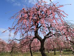 名古屋農業センターでしだれ梅と名物ジェラートを味わう♪＆豊田市加茂川の河津桜♪
