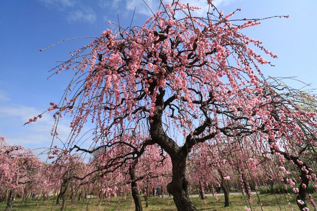 名古屋市農業センターのしだれ梅園は平成5年度に整備され、面積は約5,000平方メートル、しだれ梅は約12品種約700本、しだれ梅園としては国内有数の規模です。<br /><br />無料ともあって、近隣の方が楽しみにしていて、大勢の梅見客で混雑します。<br /><br />開花期は2月下旬から3月中旬で、例年「しだれ梅まつり」を開催しますが、今年はコロナの関係で、イベントやレストランも閉店で寂しい梅まつりでもあったけど、それには関係なく人出はありました。<br /><br />3月6日<br />今年は花が早いから、加茂川の河津桜はもう遅いのかと行ってみたら、まだ見ごろではあったけれど、前日が雨だったので花が痛んでました。<br />