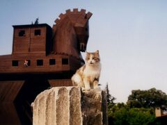 トルコ　ねこ旅