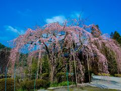 真浄寺の枝垂れ桜　2021