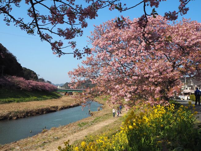 南伊豆のみなみの桜と菜の花まつりへ行きました。<br /><br />コロナ禍でイベントはいろいろと中止になっていましたが、まつり自体は縮小して開催されていました。<br /><br />また、帰りには稲取温泉の雛のつるし飾りまつりにも立ち寄ってきました。