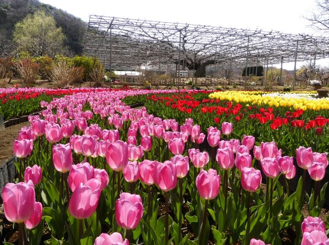 「あしかがフラワーパーク」のチューリップ_2021_綺麗に咲き揃っています（栃木県・足利市）