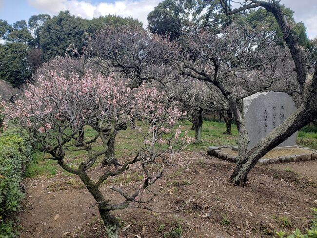 梅の花が大好きな私。今年は、毎年行く菅原天満宮の梅の時期を逃して残念がっていたら、弟が車で道明寺天満宮につれてってくれました。<br /><br />ネットで調べたら、咲き終わりになってたので、人も少ないだろうと久々の大阪の神社です(#^.^#)<br /><br />