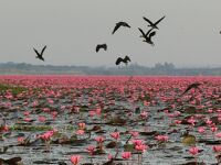 タイ東北地方の睡蓮の湖と歴史公園