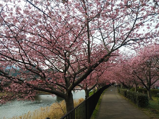 2月の伊豆といえば何といっても河津桜。今回3年ぶりに伊豆に行き、河津桜と険しく美しい海岸線を見に行きました。また今までほとんど日帰りでしたが、今回は1泊して伊豆半島1周して多くの絶景スポットを観光しました。<br />通年は2月下旬が満開なのですが、半島南端に近い下賀茂では10日の時点で既に8分咲き状態という情報があるので、2月11日、12日に行ってみました。下賀茂では全体的には河津桜が7,8部状態、本家の河津ではまだ5分咲き以下でした。それでもこの2日間は絶好の晴天日の下、富士山や断崖絶壁の海岸線なども超美しく温泉、グルメも含めて、伊豆の早春を満喫できました。<br /><br />---------------------------------------------------------------<br />スケジュール<br /><br />   2月11日　自宅－（自家用車）戸田周辺観光－土肥周辺観光－<br />　　　　　　堂ヶ島周辺観光－下賀茂観光－石廊崎周辺観光－弓ヶ浜－<br />　　　　　　下賀茂温泉　［下賀茂温泉泊]<br />★2月12日　下賀茂観光－下田周辺観光－河津周辺観光－熱川温泉入浴－<br />　　　　　　伊東－自宅