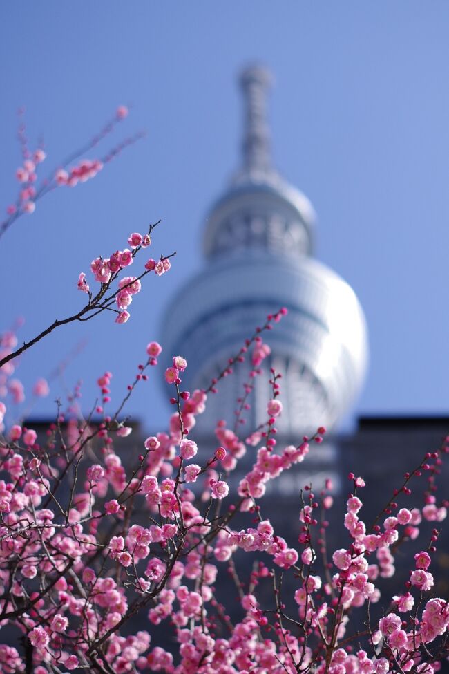 Covid-19の影響で人が少なくなって1年になろうとしていた2月のある日、再び浅草に行ってきました。相変わらず外国人観光客の姿はほとんどありませんでしたが、梅で有名な亀戸天神まで足を伸ばし、街歩きで良い運動ができました。<br />なお最初に訪れた日は梅がまだまだの状態だったので、亀戸だけ日を改めて訪れています。この前後に湯島も訪れましたが、亀戸のほうが綺麗に見られました。