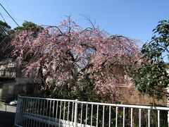 早咲きの枝垂れ桜が3部咲きです