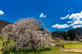 会津/喜多方/東山温泉ぐるり旅【1】～大河ドラマ「八重の桜」のオープニングに使われた一本桜～石部桜