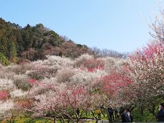 高尾梅郷