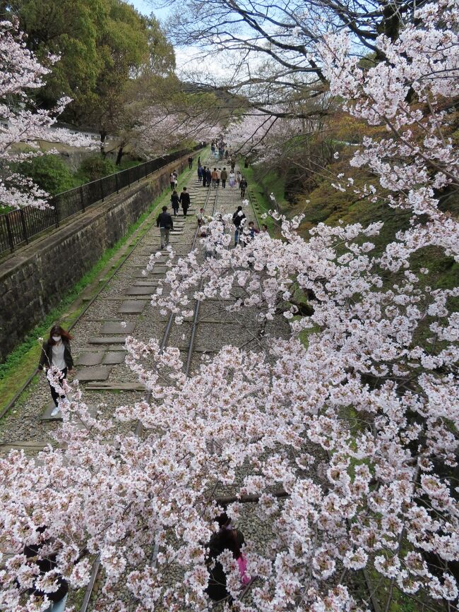 和歌山からの帰りに 大阪で一泊しました。<br />今ほどではなかったけれど そろそろ新型コロナに対して みんなが過敏になり始めた昨年の春のことです。<br /><br />たまたま アメリカから帰国した後 <br />自主的に2週間の自主隔離が終わったので <br />他人に迷惑をかけることはあるまいと思い出かけました<br /> <br />行った先の和歌山は 人出も少なめで 密もなく楽しかったです。<br />帰路 京都で桜見物もしていくことにしました。<br /><br />将軍塚青龍殿から京都市内全体を見下ろしたあと <br />南禅寺に向かいました。