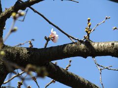 柏尾川のソメイヨシノの開花はまだまだです－2021年