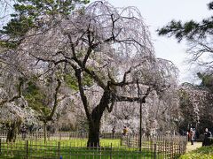 20210315-1 京都 京都御苑花便りかな？枝垂れ桜に、桃林に、木蓮も見事