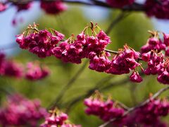 20210315-2 京都 出町の長徳寺では、主役がおかめ桜から寒緋桜に交代かも