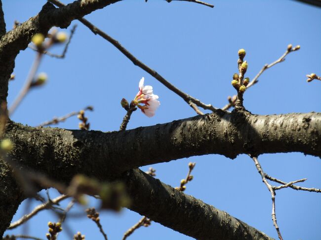 　柏尾川のソメイヨシノの開花は昨年は3月13日だったので、しかも、昨日は東京での桜の開花宣言が出ている。それで気になって、柏尾川に架かる桜橋辺りの10本程度のソメイヨシノの開花状況をサラリと見てみた。柏尾川のソメイヨシノの開花はまだまだである。しかし、中にはスズメが群れている木があり、それには2、3輪程度は開花しているようである。今年は開花の数日前からスズメが桜の木の枝に止まって待っている。桜の開花を待ちわびているのは人間ばかりではないのだ。柏尾川は人通りが多いためにその時間にはメジロは来ないが、ヒヨドリやカラスも桜の開花を待っている。<br />　他に2本の木に1輪づつ程度の開花した花が見られる。この程度では昨年の3月13日に比べると全く少ない開花状況である。<br />　横浜では今日は19℃、明日は20℃を越える最高気温の予報がある。この暖かさは桜が開花する気温ではなく、桜が散る頃の気温である。今日からの暖かさを考えるとウェザーニューズの予想より1日早い明日（3月16日）にも開花しそうだ。その後も暖かいとする予報が出ており、この分では３月21日に緊急事態宣言が解除される再々延長されるに拘わらず、来週の中には満開になりそうで、一挙に人出が増えることが予想される。日本人は桜が好きであるから、2年続けて花見を自粛することは無理であるようにも思える。緊急事態宣言が果たして解除されるのか？桜の満開は？いずれも気になることである。<br />（表紙写真は僅かに開花し始めた柏尾川のソメイヨシノ）