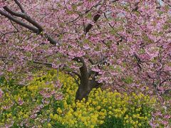 高松山から富士を眺望～松田の河津桜と葉の花の競演