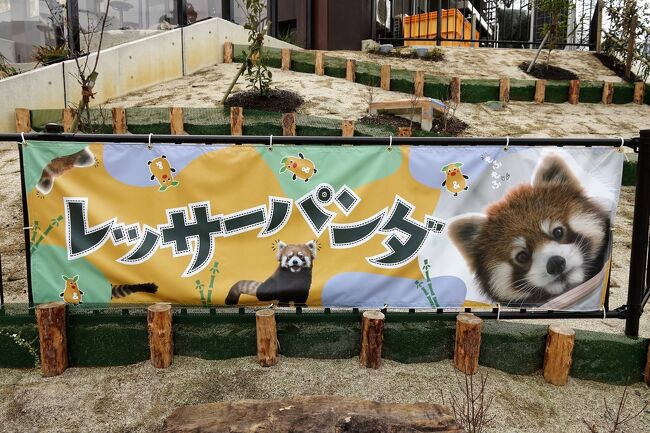以前から動物園関係者やファンの間でまことしやかに話されてきた動物園7不思議の1つに、東海地区の動物園の雄と言っても過言ではない東山動植物園にレッサーパンダがいない、と言うものがありました・・・ちなみに「他の7不思議が何なのか誰も知らない」のも動物園7不思議の1つです(笑)<br /><br />そんな東山動植物園でのレッサーパンダ飼育の話があがったのが数年前、実はライオン舎近くに既に予定地を確保していると園のブログに情報が載ったのです、そして、2018年に設計の入札が開始されました。<br />当初の予定では2020年秋頃にはオープンの予定でしたが、新型コロナの影響などにより行程に遅れが生じ、いよいよ、一昨日の3月10日にオープンの運びとなりました。<br />東山動植物園としては実に39年ぶりのレッサーパンダ飼育再開となりました。<br /><br />ほんとうなら有休を取ってでもオープン日に訪問したかったのですが、さすがに現在の状況を考えると、混雑するであろう初日に訪問するのには怖さを感じ、オープンから2日後の3月12日に訪問することにしました。<br /><br />東山の新レッサー舎に集ったまるこちゃん、ずん君、令君にはもちろんそれぞれ彼らの生まれた園で既に面識があったので、今日の大きな目的は新施設の観察を主とし、あとは出来る限りそれぞれの相性も見れたらなと思います。<br /><br />去年まではレッサーパンダ飼育園が存在しなかった愛知県に、昨年の豊橋総合動植物園のんほいパークと合わせて2園のレッサーパンダ飼育園が誕生したことはファンとしてとても嬉しいです。<br /><br /><br />これまでのレッサーパンダ旅行記はこちらからどうぞ→http://4travel.jp/travelogue/10652280