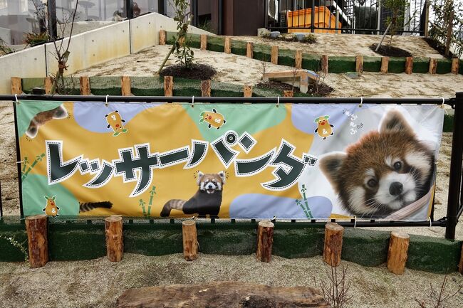 以前から動物園関係者やファンの間でまことしやかに話されてきた動物園７不思議の１つに、東海地区の動物園の雄と言っても過言ではない東山動植物園にレッサーパンダがいない、と言うものがありました・・・ちなみに「他の７不思議が何なのか誰も知らない」のも動物園７不思議の１つです（笑）<br /><br />そんな東山動植物園でのレッサーパンダ飼育の話があがったのが数年前、実はライオン舎近くに既に予定地を確保していると園のブログに情報が載ったのです、そして、2018年に設計の入札が開始されました。<br />当初の予定では2020年秋頃にはオープンの予定でしたが、新型コロナの影響などにより行程に遅れが生じ、いよいよ、一昨日の3月10日にオープンの運びとなりました。<br />東山動植物園としては実に39年ぶりのレッサーパンダ飼育再開となりました。<br /><br />ほんとうなら有休を取ってでもオープン日に訪問したかったのですが、さすがに現在の状況を考えると、混雑するであろう初日に訪問するのには怖さを感じ、オープンから2日後の3月12日に訪問することにしました。<br /><br />東山の新レッサー舎に集ったまるこちゃん、ずん君、令君にはもちろんそれぞれ彼らの生まれた園で既に面識があったので、今日の大きな目的は新施設の観察を主とし、あとは出来る限りそれぞれの相性も見れたらなと思います。<br /><br />去年まではレッサーパンダ飼育園が存在しなかった愛知県に、昨年の豊橋総合動植物園のんほいパークと合わせて2園のレッサーパンダ飼育園が誕生したことはファンとしてとても嬉しいです。<br /><br /><br />これまでのレッサーパンダ旅行記はこちらからどうぞ→http://4travel.jp/travelogue/10652280