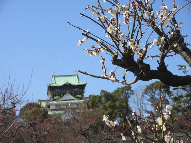 梅の開花だよりにつられて コロナ対策をしっかりとった上で大阪城公園に出かけてきました。うららかな日和でした。<br />実は長年大阪に暮らしながら今までこの季節に訪れたことがないのです。<br />梅田から環状線に乗って公園駅で下車すると三々五々人波が向かう先にお城の天守閣が見えてきました。公園ドームをぬけた先にみえるのは天守閣の東面です。<br />梅園は広々として各種の梅がケンを競っておりしかと根を張った古木がひそかに香り味わい深く見事でした。<br />声高に喋る人はなく粛々と歩を運び疲れたらベンチに腰掛けたり売店で梅茶を頂いたりして至福の時を過ごしました。<br />午後は西口を出て大阪歴史博物館に向かい4階で催された歴史セミナーに参加しました。