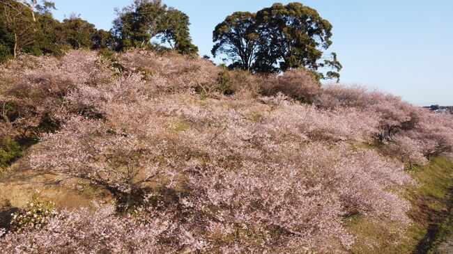 知多市大興寺の四季桜 春の方が見事です