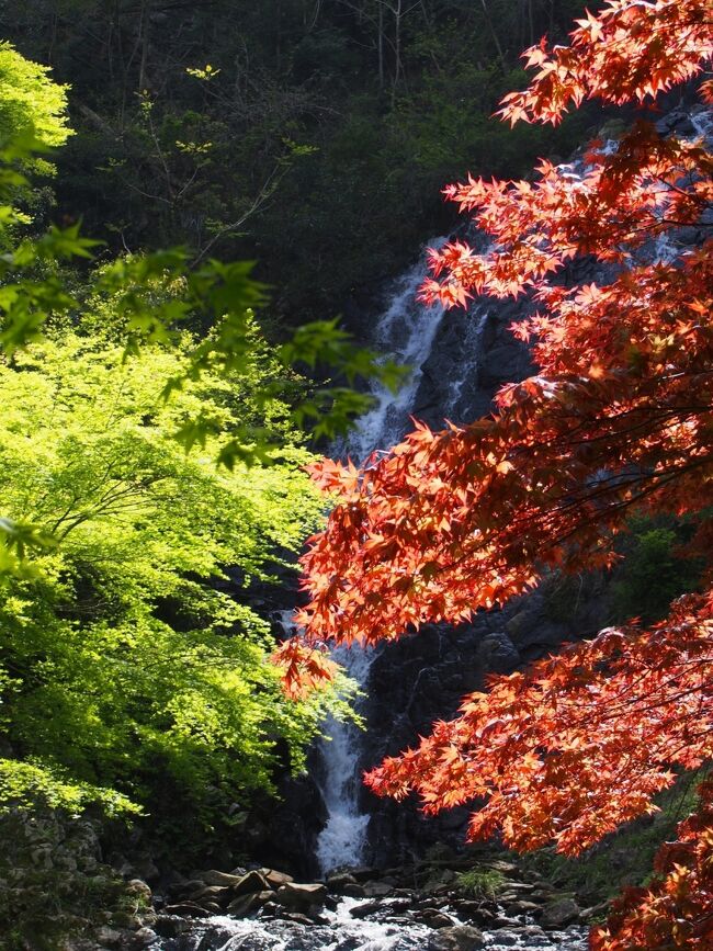 ２０１５伊豆半島滝めぐり旅（１）　滝メグラーが行く１９４　旭滝　静岡県伊豆市