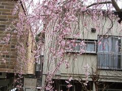 早咲きの枝垂れ桜が見頃です