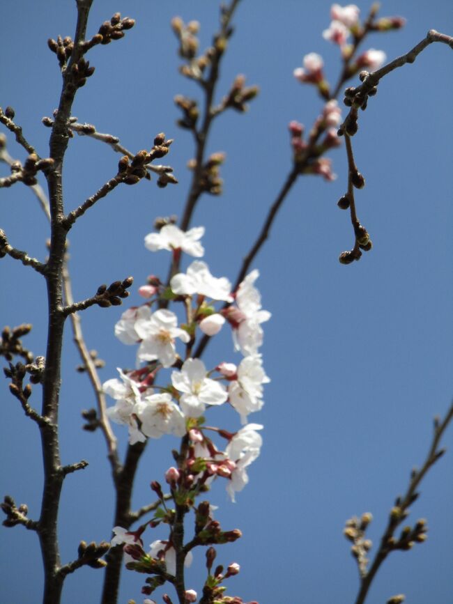 　一昨日の東京での桜の開花を受けてか、昨日（３月15日）の15:00に横浜での桜の開花予想が3月17日から3月16日に変更されている。開花予想日の前日に変更された開花予想日が今日なので、柏尾川のソメイヨシノの桜の開花状況を確認することにした。<br />　高嶋橋から柏尾川の左岸を行く。ここは工事中で何とイルミネーションが設置されていなのだが、今日はその撤去のために5、6人もの作業員が撤去作業を行っている。工事現場にイルミネーションを設置しているのは珍しく、この時期なので撤去するのだという。工事現場では土日休業の週休2日制、中外製薬・中央研究所の建設現場に自転車で通う作業員。建設現場が変わりつつあるようだ。<br />　高嶋橋から桜橋手前の柏尾川左岸はまだまだだ。<br />　桜橋手前から高嶋橋までの柏尾川右岸はそれ以上にまだまだだ。<br />　桜橋手前の両袂と図書館通りまでの柏尾川右岸はそれなりに開花した桜の木が見られる。特に20輪程度も開花している木もある。<br />　結果としては、昨年3月13日（https://4travel.jp/travelogue/11608912）に比べると開花している桜は少ない。今日午後までに開花は進むだろうが、開花宣言はまだ早いように感じる。それならば、明日(3)月17日）が確実になろうか。<br />（表紙写真は20輪程度が開花している木）
