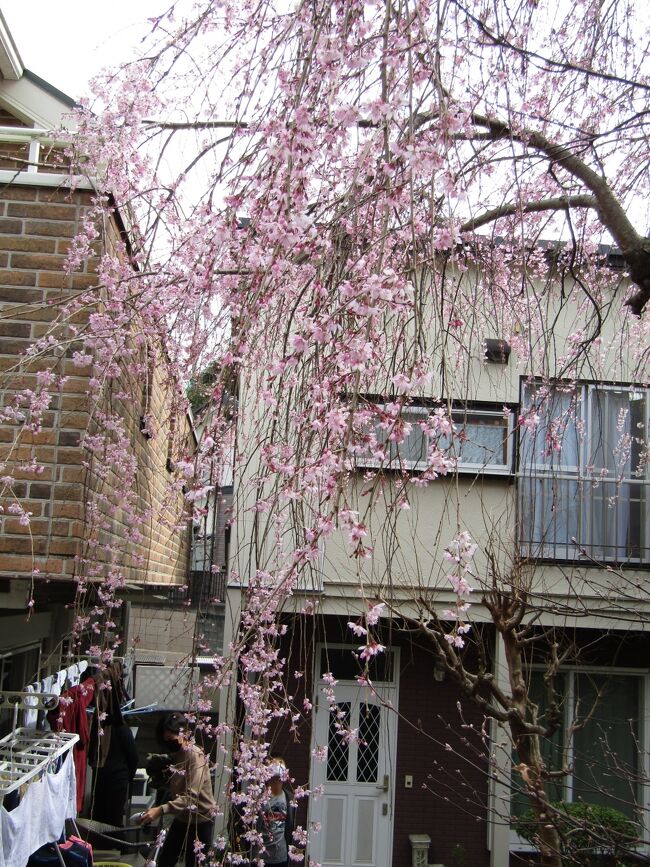 　今日はあいにく曇っており、陽を浴びた鮮やかな紅枝垂れ桜とは行かなかったが、先日の早咲きの枝垂れ桜（https://4travel.jp/travelogue/11681827）が2日経って見頃になっている。<br />　家の軒に親子（母親、息子）がいたので、「この桜は何時頃植られましたか？」と尋ねると、「40年以上前。ちょっと聞いて来ます。」と言って、その母親に聞いている。このお祖母さんは「50年経ったかしら。」と答える。これは見たままの樹齢だ。「この枝垂れ桜はとても綺麗で。」、「綺麗な枝垂れ桜ですけど、この辺りでは一番早く花が咲きますね。」、「ソメイヨシノが咲く頃には散ってしまう。」、「いや、もう何年も見に来ていますが、ソメイヨシノが満開になる前に散っていますよ。」実際にはこの枝垂れ桜が満開になるとソメイヨシノが開花することが多い。<br />　近年はこの枝垂れ桜を見に10回ほどは来ていたのだが、今日は初めてこの家の人に会えた。敷地には2棟がL字に建っており、庭はこの樹齢50年余りの紅枝垂れ桜で一杯になっている。家屋敷の中に桜は植えないということが言われていたが、この後、この紅枝垂れ桜が樹齢100年とかになると手狭さは酷くなるであろう。そうなると、どうしても枝を落としたりすることになる。しかし、枝垂れ桜の枝を落としたのでは…。やはり、小田急団地の端の三枚畑の枝垂れ桜（https://4travel.jp/travelogue/11681834）のように周りが空いていないと樹齢100年までは生長させることは無理か。私も実家にぱらぱらと2本の角館の紅枝垂れ桜と1本の三春の滝桜の子を植えている。それぞれが十分に離れているので100年経っても狭苦しくはならないだろう。ただし、植えた本人はとっくの昔に亡くなってしまっているだろうが…。<br />（表紙写真は見頃になった早咲きの枝垂れ桜）<br /><br />