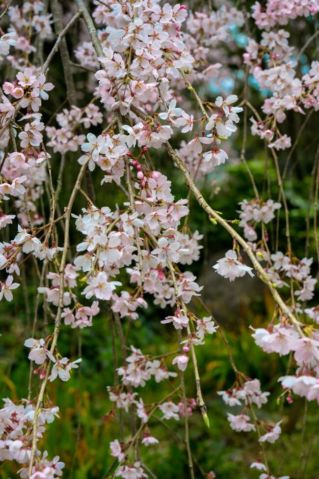 　今年の桜の開花は予想以上に早くすすんでいます。枝垂れ桜や山桜はもう開花していると思うのですが、情報が流れてこないので、自分で現地に赴き開花状況を確認します。<br />　今回は中津市三光地区です。