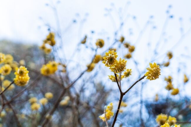 三椏の花の開花を聞き、車で出かける。