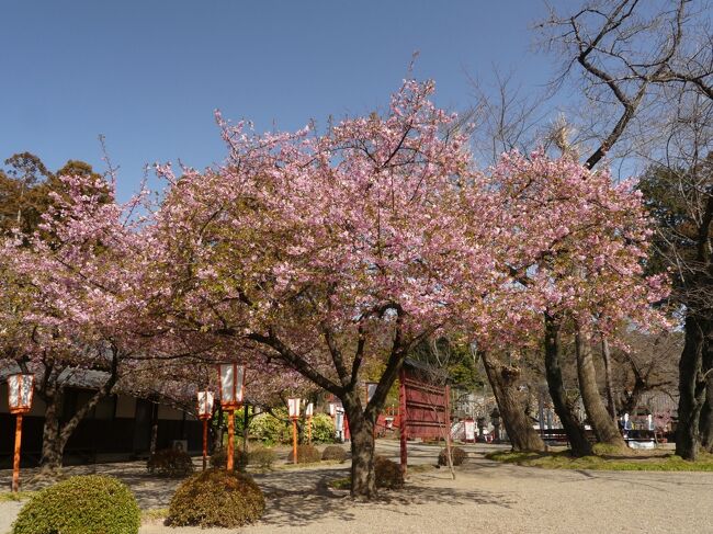 群馬県太田市の「世良田東照宮」へ再訪しました。前回訪問時（３月１日）は、まだ咲き始めでしたが、10日経ったこの日は見頃終盤で、散り始めてはいませんが、葉がかなり出始めていました。