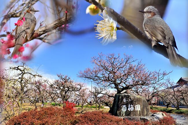 梅の名所として知られる岐阜県安八町外善光の安八百梅園、<br />1998年(平成10年)4月に開園しました･････<br />中須川沿いに作られた公園です～<br />梅の木は、ふれあいセンター北側と浄化センター敷地に沿って<br />3.9haの敷地に約144種(種類としては全国2番目の多さ)で<br />1,200本以上の早咲きの梅が開花してます。<br /><br />コロナ禍で、うどんやみたらし団子、ぜんざいなどの各種バザー、<br />安八町内の新鮮野菜・農産加工品、特産品の販売のほか、<br />ふれあいセンター内で盆梅展も開催など、すべて中止でも、<br />春の訪れを感じさせてくれる、<br />安八町の百梅園で『安八梅まつり』<br />多くの方が・鑑賞に来られました。<br /><br />※住民でつくる団体「百梅園ボランティア」<br />　　安八百梅園を常にきれいに管理するために、<br />　　ボランティアの方がご尽力されています。<br />　　毎月1回、園内清掃・除草作業などを行い、<br />　　満開に花開く時期を迎えるための手助けをしていただいています。