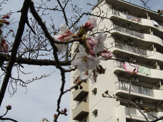 　ここのところ、陽気が続いて昨日は最高気温が20℃を越えた。昨日に横浜では桜の開花宣言が出るかと期待されていたが、それは今日の午前に持ち越された。今日も陽気が続いているが、柏尾川の桜も開花しているだろう。午後になって柏尾川のソメイヨシノの桜の開花を観察しに出掛けた。<br />　高嶋橋から堤の桜並木を通り、柏尾川に架かる桜橋を渡って図書館通りに出た。昨日の午前と比べると、桜の開花が進んでいる。桜並木の木の半数近くは枝先に1輪以上の花が開花しており、5輪を越える花が開花している桜も何本もあり、10輪以上開花している桜の木も何本かある。これならば柏尾川のソメイヨシノの開花宣言だ。しかし、開花したばかりなのにピンク色がなく、白っぽい。<br />　なお、昨日は10輪以上の花が開花していた桜の木（https://4travel.jp/travelogue/11682123の表紙写真）は見当たらなかった。今日は、スズメとカラスの他にヒヨドリが桜の木に群れている。昨日に多くの花が開花して目立っていた花はこうした野鳥の朝ごはんになってしまったのであろうか？<br />（表紙写真は開花したUR賃貸横の桜）