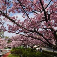 がら空きの葛西臨海公園で気分転換【親子で東京往復記2021年2～３月編その2】