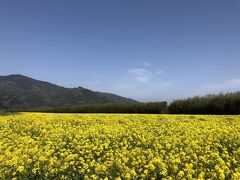 菜の花畑と大洲レトロな町並み散歩