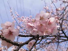 ’２１　埼玉桜さんぽ　北浅羽桜堤公園の安行寒桜＆池袋のフォーティントーキョー