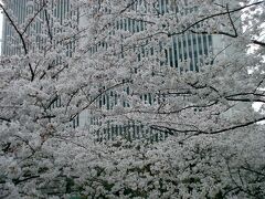 東京単身赴任時代の思い出　おのぼりの東京桜見物　皇居、上野、新宿、最後は歌声喫茶