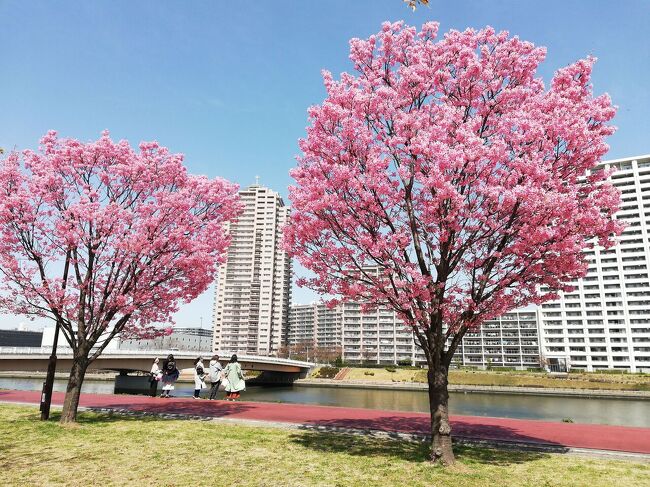 各地で染井吉野が咲か始めてるようだが、お花見にはまだ早い。<br />そんな時期に見頃になつていてるのは、陽光や春めき、オカメ、大寒桜などかな。<br />まあ神奈川や静岡県まで行けば選択は沢山あるがそこまで行かなくても良いかなと、汐入公園で陽光のお花見です。<br /><br />ここの公園は大寒桜→陽光→染井吉野と良い感じで桜が咲いてくれるので外れがないので好きな所のひとつです。<br />オカメは北千住、日本橋で2日前に行ったが既にほぼ散っていた。<br />他に狙い目は椿寒桜、伊豆多賀赤、玉縄桜なども今の時期に見たい種類だ。<br /><br />本日のコース<br />常盤平→松戸→金町→関屋→汐入公園<br /><br />汐入公園の最寄り駅は南千住、牛田でも大丈夫です。