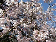 早咲きの枝垂れ桜が満開です