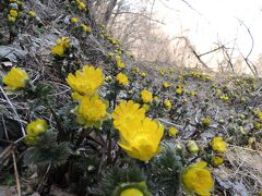 福寿草群生地でフキノトウ“採って&クッキング”