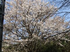 山桜は散り始めです