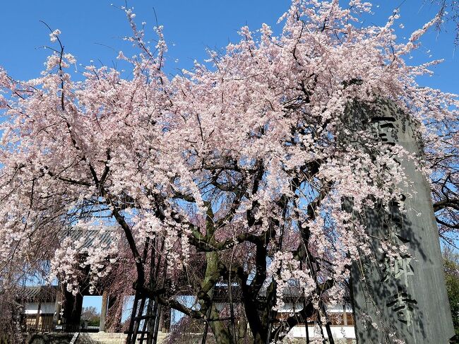 去年も訪れた東京都府中市の東郷寺。そのときは残念ながら一番メインの枝垂桜は終わっていた。今年こそはとtwitterをチェックし、今週末が見ごろを迎えることを知った。今日18日（木）は快晴、明日からは曇り＆雨の日が続くという天気予報により、今日開門の9時半を狙って、咲き具合をみるためだけに出かけた。昨日の暖かさで一気に開花が進んだようで、メインの枝垂桜はほぼ満開に近く、他の枝垂桜は満開までは数日かかりそうだった。青空の下の桜はすばらしかった。なにより人が少なかったのがよかった。週末はあまりお天気は望めませんが、来週は晴れ間もありそうなので、ぜひ見に行かれるといいと思います。