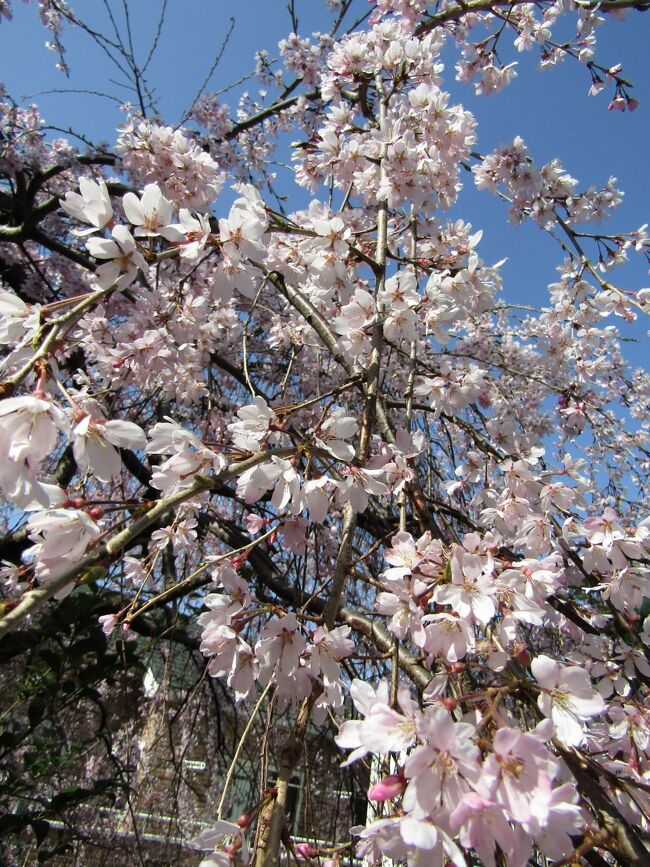 　ここのところ暖かい陽気が続き、早咲きの枝垂れ桜が満開である。今年もソメイヨシノが開花する時には満開になった。ただし、花の色が少し白っぽくなってきているので、満開を過ぎつつあるのかも知れない。<br />　どんな桜でも満開となれば、後は散るだけである。来週には花吹雪となろうか？<br />（表紙写真は満開となった早咲きの枝垂れ桜）