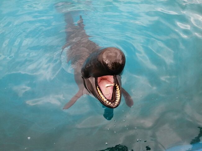 JALのダイナミックパッケージで、4泊5日の沖縄旅行。<br />Gotoで安くなったのは嬉しいけど、コロナでシュノーケルのシーズンを逃してしまったので観光するしかないか~<br />そうだね~、ダイナミックパッケージのびっくりオプションなら、美ら海水族館に安く行けるよ!<br />ビオスの丘で舟に乗るのはどう?<br />ブルーシールのアイスクリーム作りもおもしろそう!<br />久しぶりに、がっつり観光もいいかもね!<br />と、食事3つも含めて全部で6つのオプションを予約しました。<br /><br />その2は、古宇利島と海洋博公園・備瀬のフクギ並木の旅行記です。<br />那覇から本島北部に向かい、道の駅とシークヮーサーパーク・古宇利島を経由して本部町のホテルへ。<br />翌日は、海洋博公園と備瀬を観光しました。