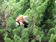 レッサーパンダはかわゆい !!! 九十九島動植物園