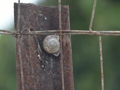 サルデーニャ島でワーケーションーポルチェッドゥーを食べて、塔に上る