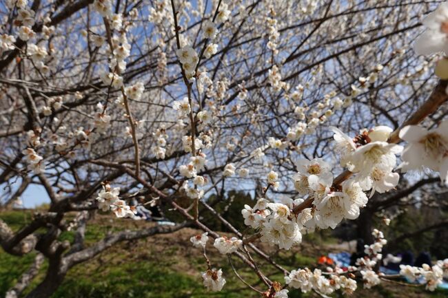 梅のシーズン到来！月ヶ瀬梅林 へ